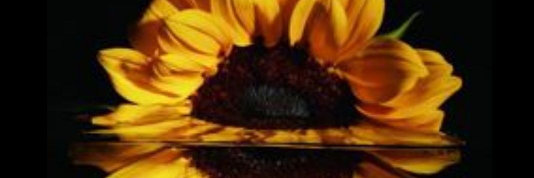 majosss1's profile banner image