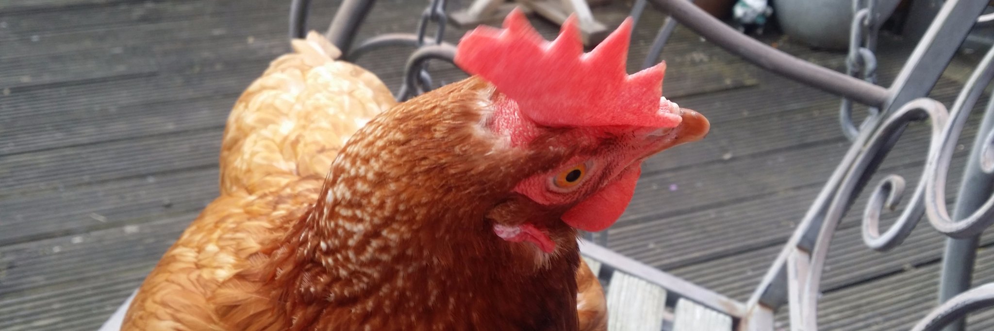 Millie & Hetty from BHWT banner