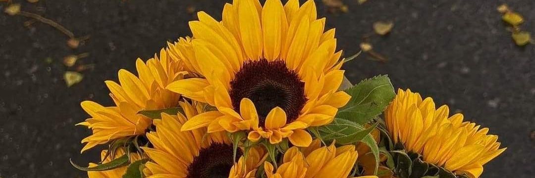 Cangel_SC's profile banner image