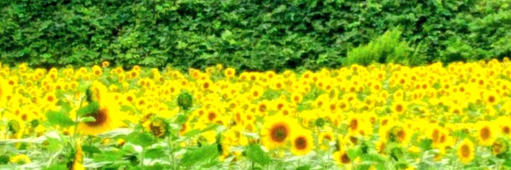 korosuke_56's profile banner image