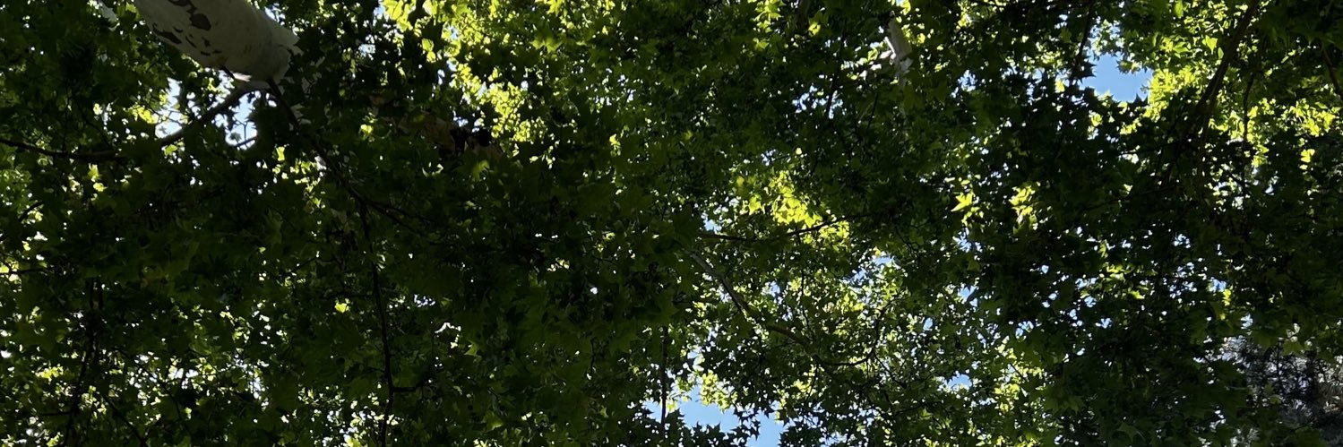 SebasBusch's profile banner image
