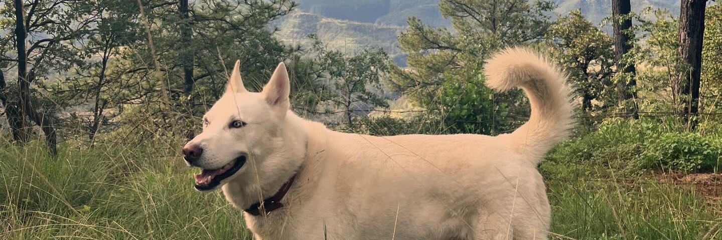 PolloQui's profile banner image
