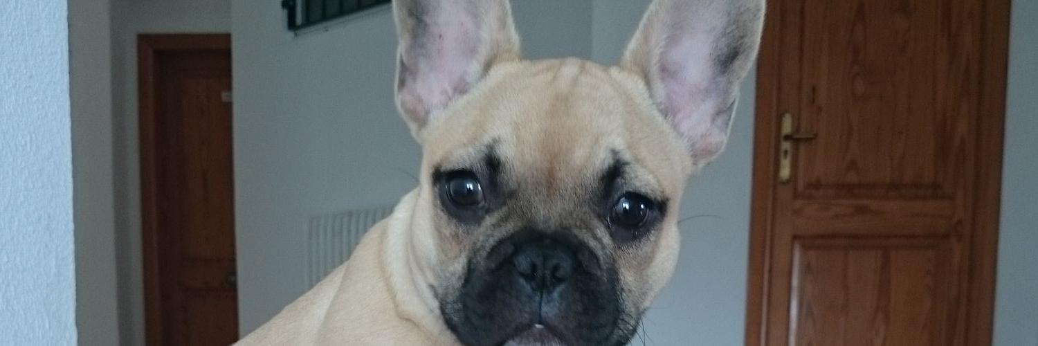 roberbomber's profile banner image