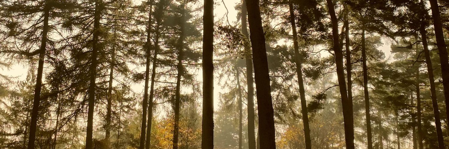 sarepst's profile banner image