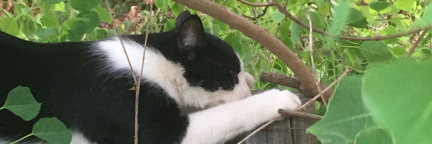 AJMersereau's profile banner image