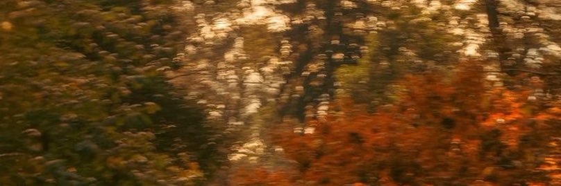 _sarrarross's profile banner image