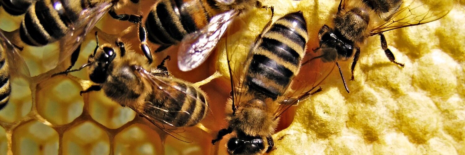 YEGBees's profile banner image