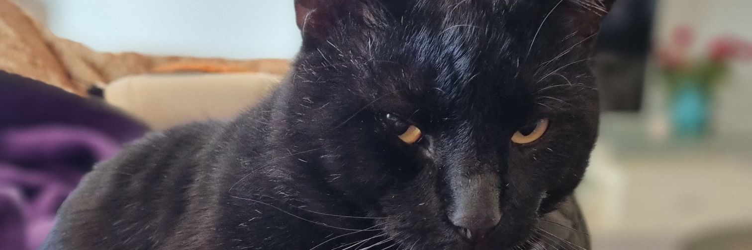 JannyRat's profile banner image