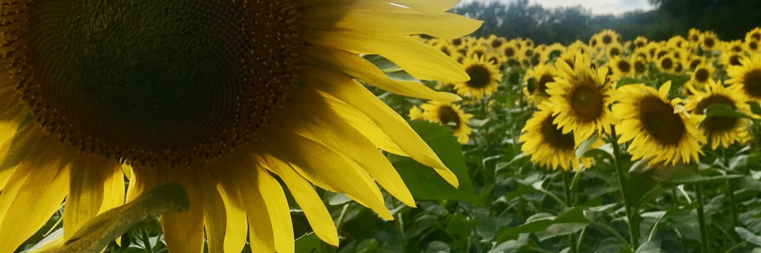 MrsAmyLemke's profile banner image
