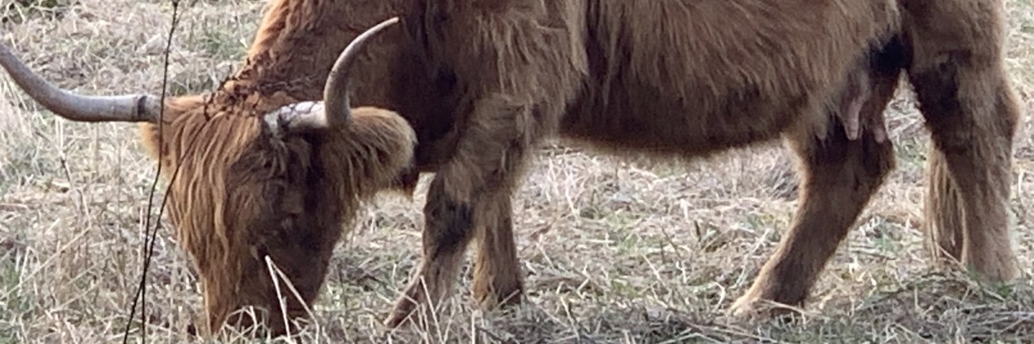 BarkingSpider banner