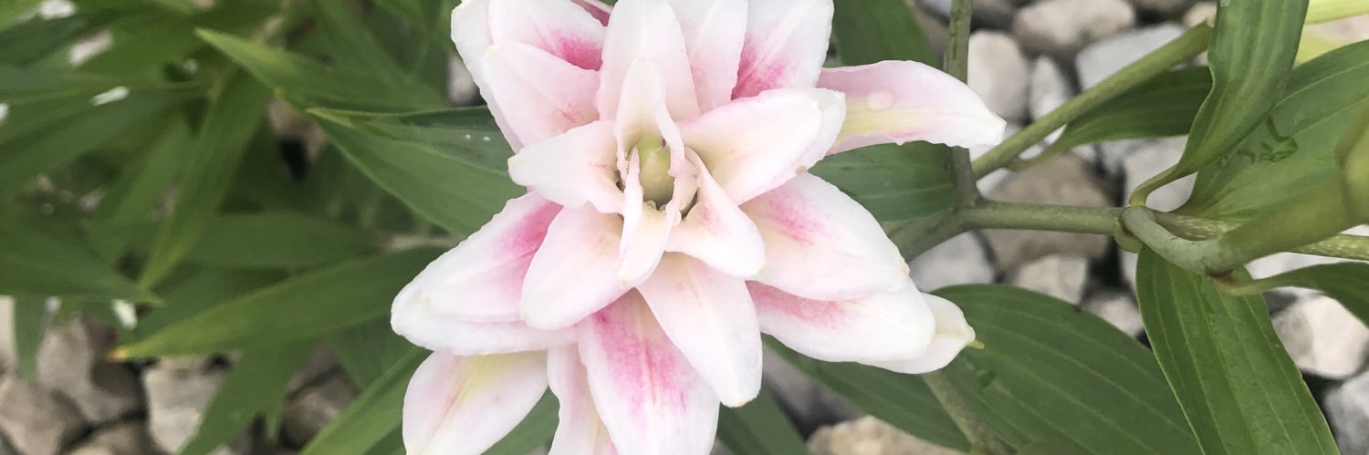 LauraPeugh's profile banner image
