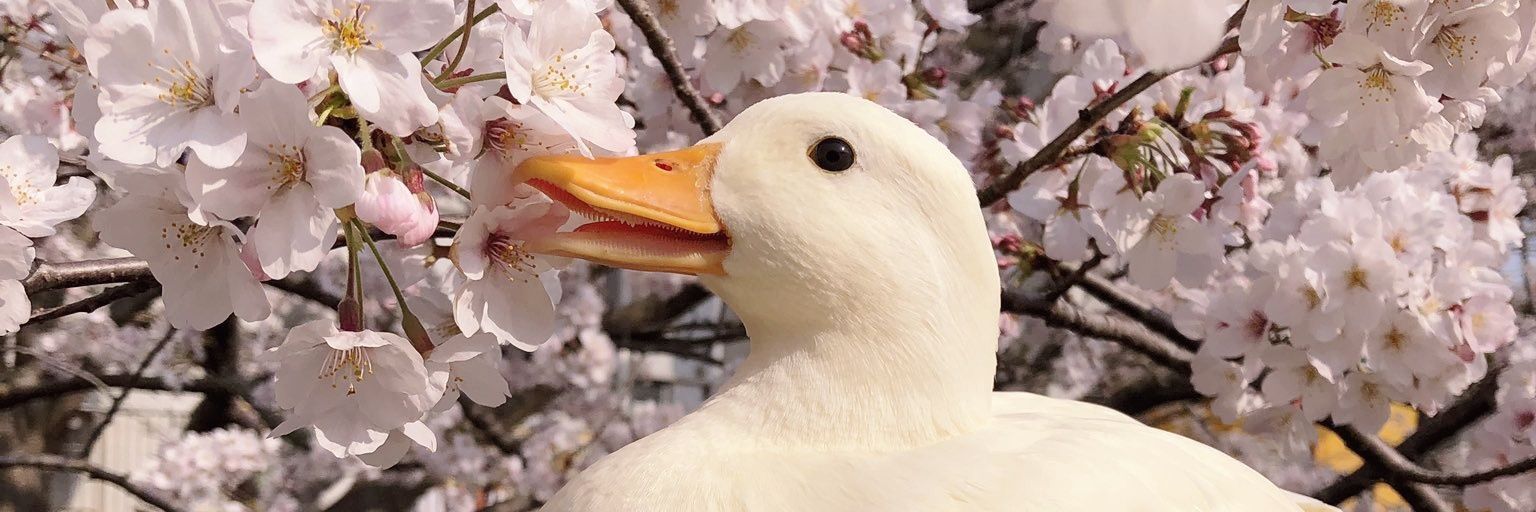 flanjams's profile banner image