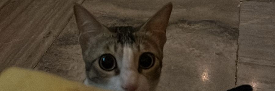 JagrutiPotphode's profile banner image