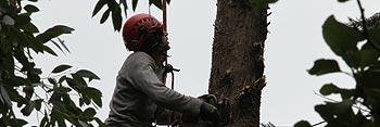 essextrees's profile banner image