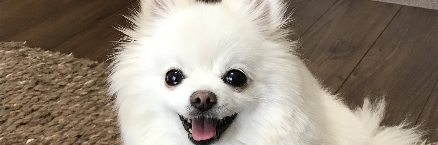 vanicoo_ami's profile banner image
