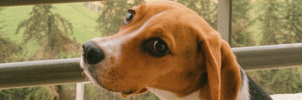 agusechevarria_'s profile banner image
