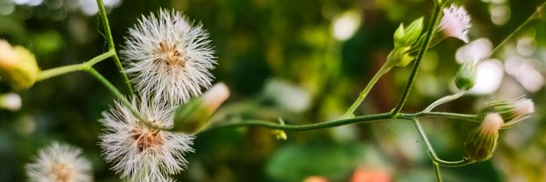 PatraPinaki Profile Banner