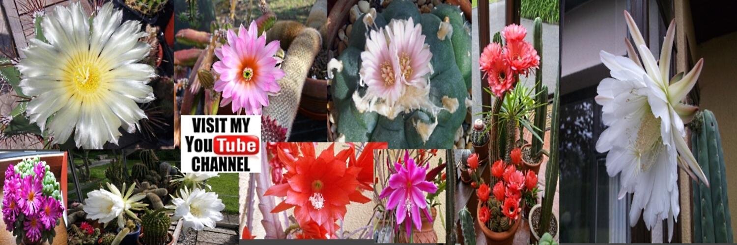 plantsofavalon's profile banner image