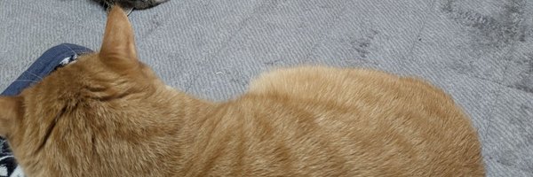 cotachacha Profile Banner