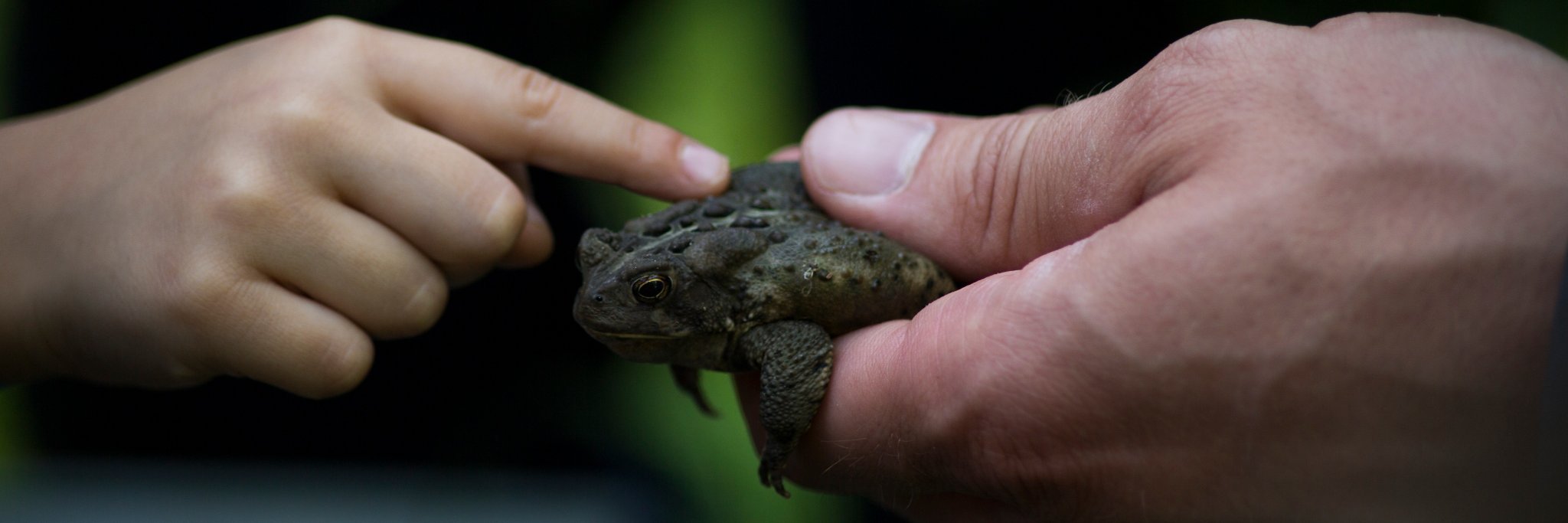 OntarioBioblitz's profile banner image