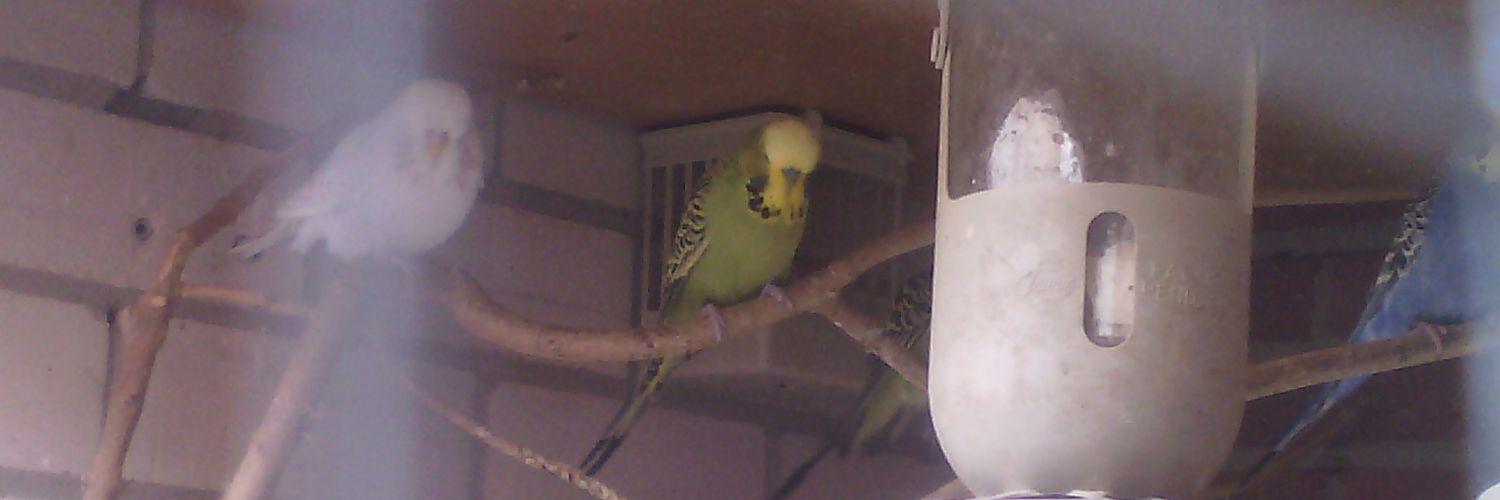 piccollo31's profile banner image