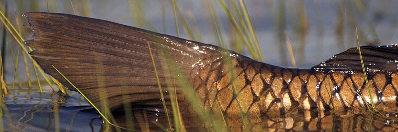 Bowfishing Addicts banner