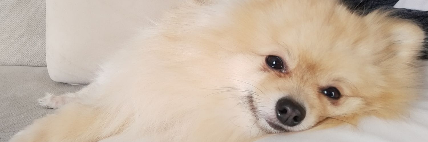 umebosiru's profile banner image