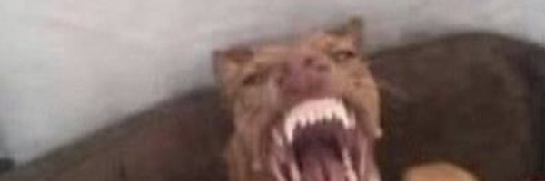 _Kordei Profile Banner