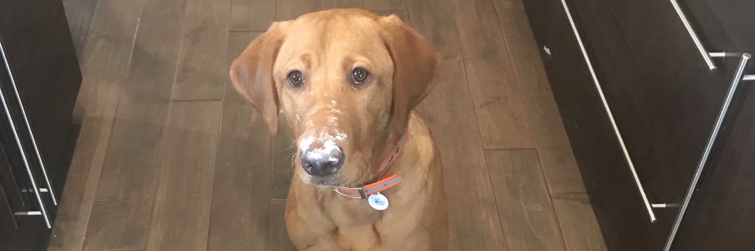 Bart needs a walk banner