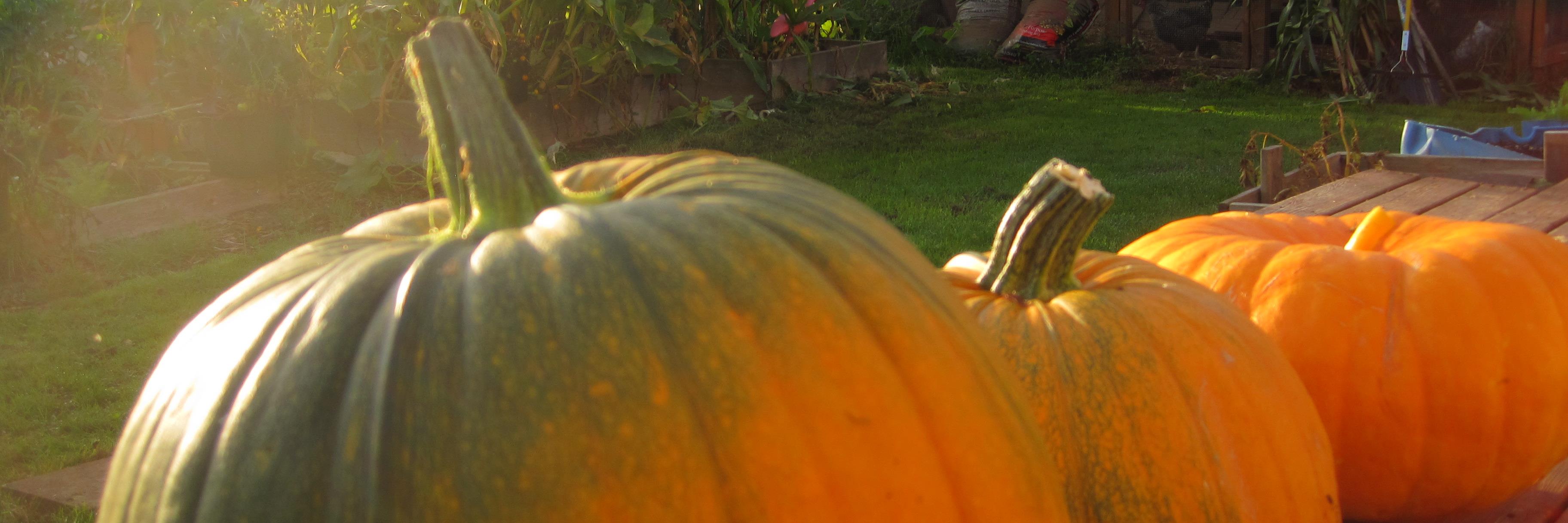 ToyBoxUrbanFarm's profile banner image