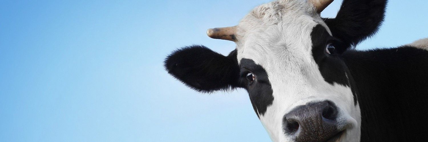 Your Local Flesh Monger banner