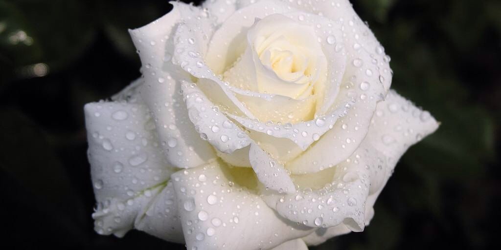 _Fatimah18617's profile banner image