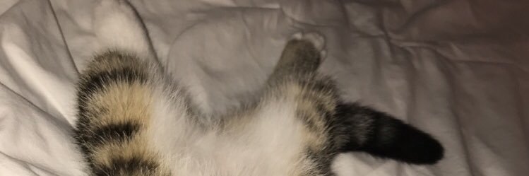 inescheeperss's profile banner image