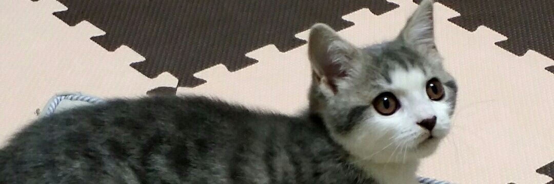 kemisamaTOP's profile banner image