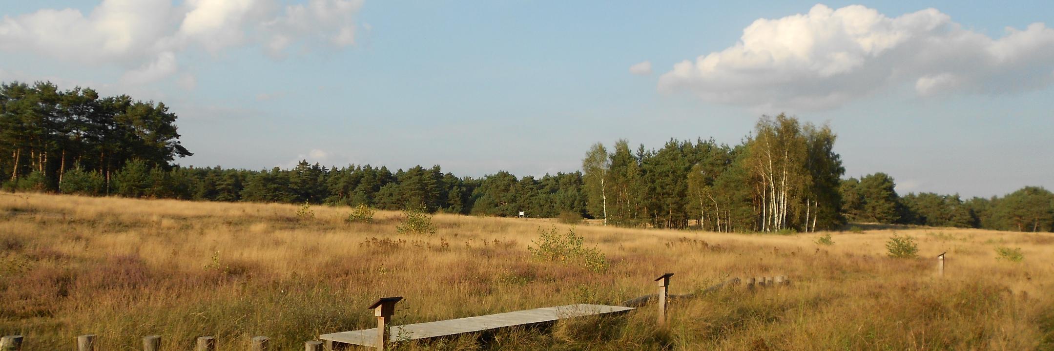 Dinilein01's profile banner image