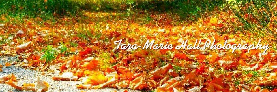 Tara_Marie29's profile banner image