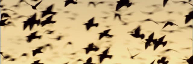 Bella Starling (she/her) banner