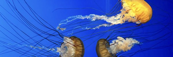 Morganisms7 Profile Banner