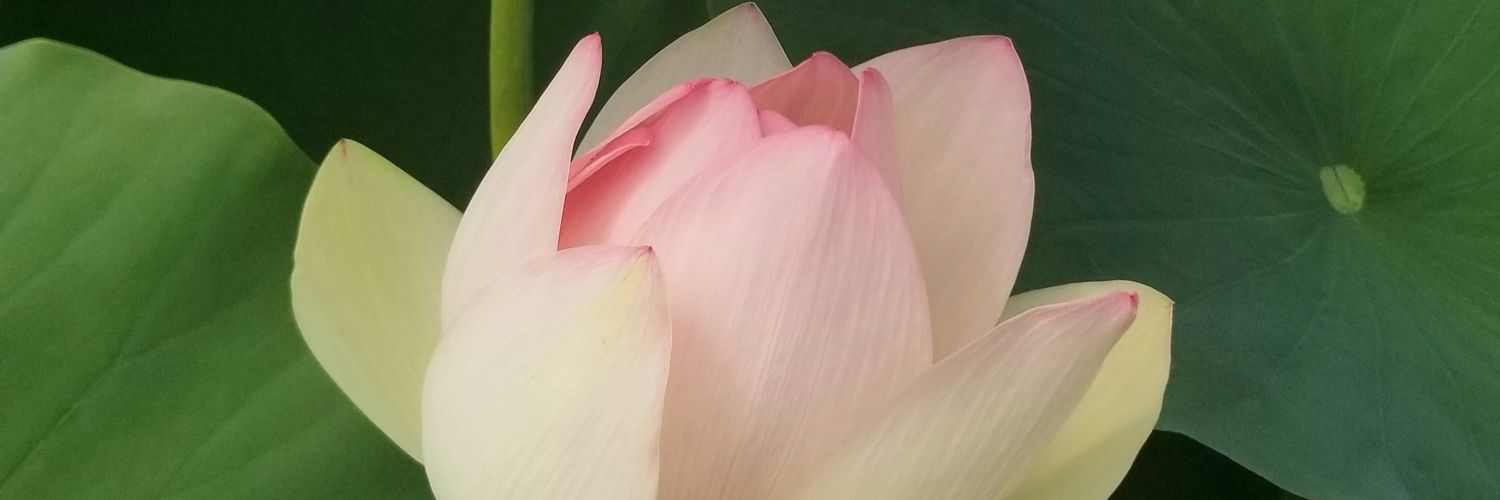 SujaJoseph's profile banner image