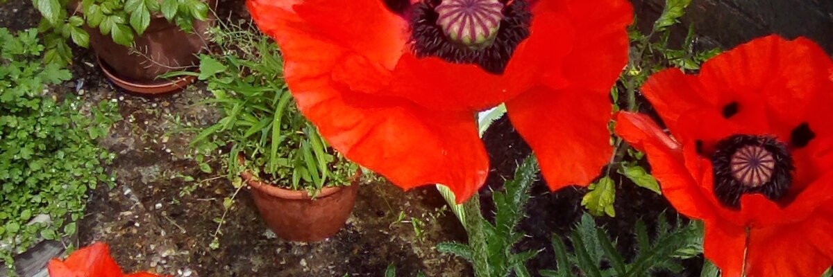 strupy's profile banner image