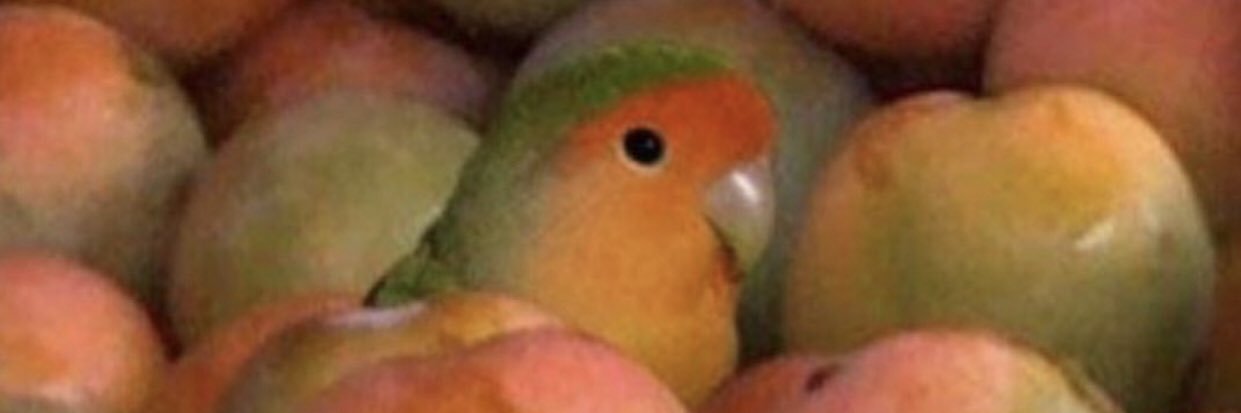 nydgemusic's profile banner image