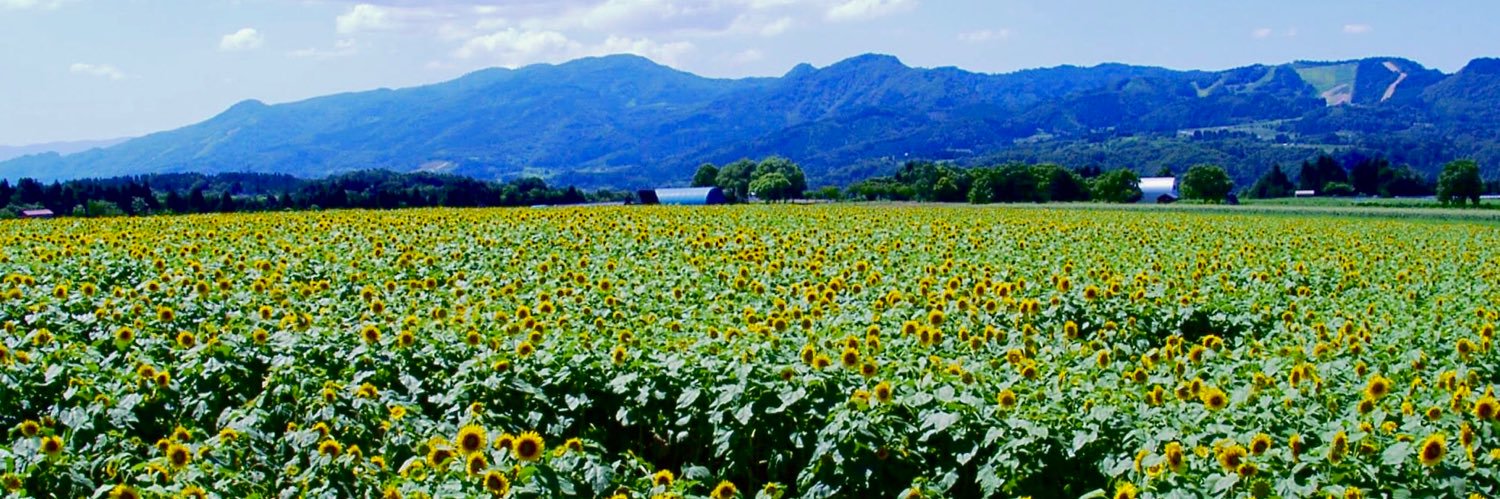 OKAPiを探せ♪新潟のどこかに💛💙 banner