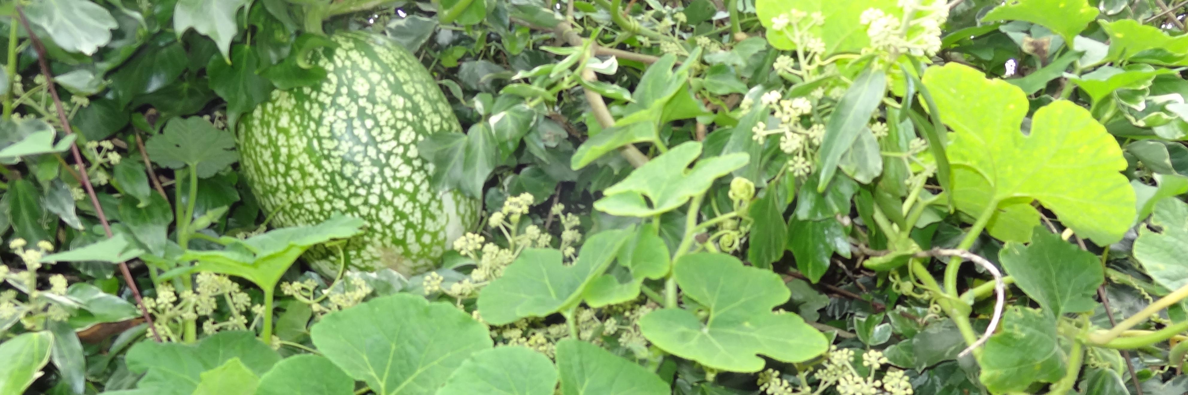 Dr Duika L Burges Watson banner