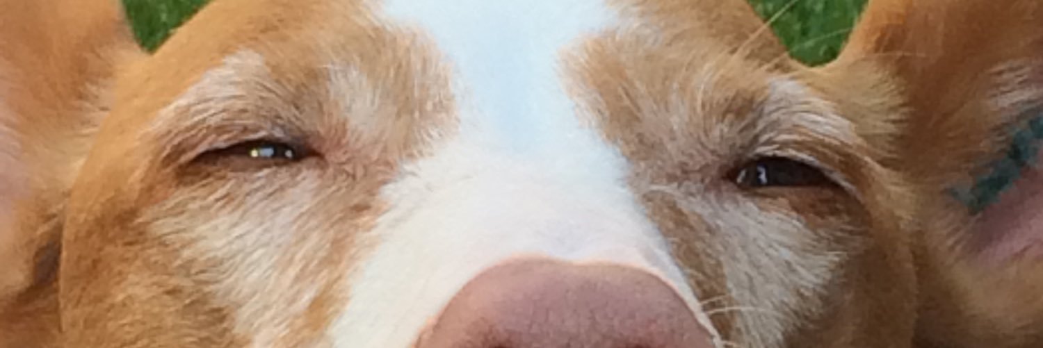 Caninus03's profile banner image