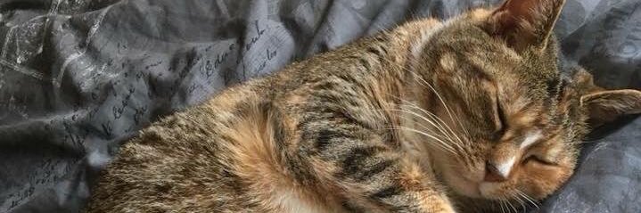 LishSquitten's profile banner image