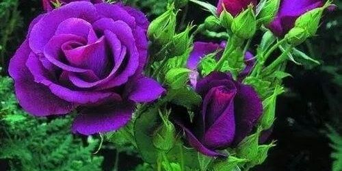rabab1157's profile banner image