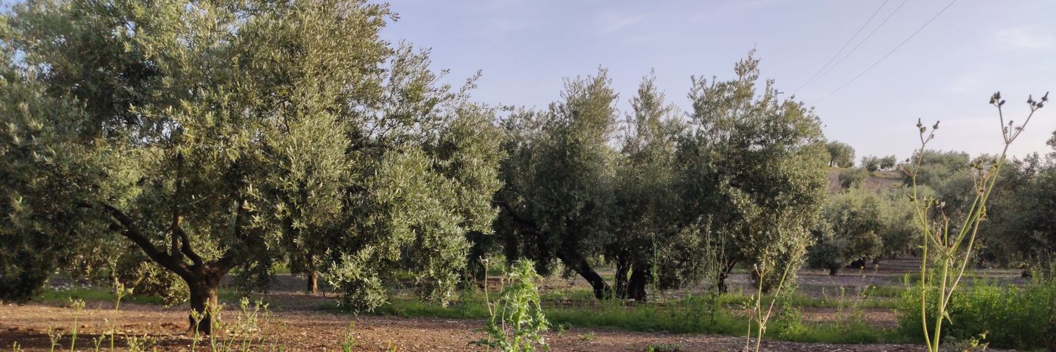 juanicci's profile banner image