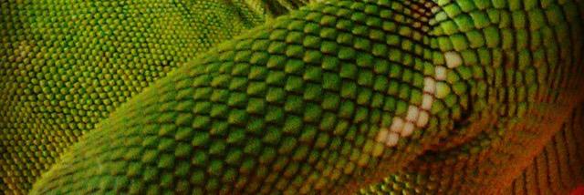 DinoHead's profile banner image