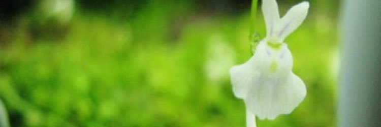 pinopinoa's profile banner image