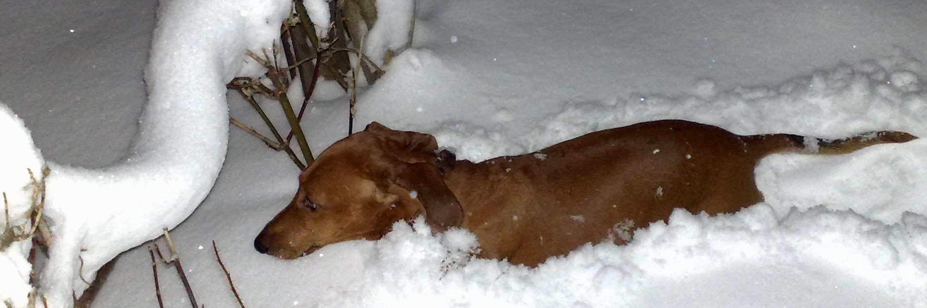 Светлана 🇷🇺 banner